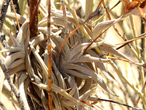 Image of Tillandsia gilliesii by (c) Guillermo Debandi, some rights reserved (CC BY)