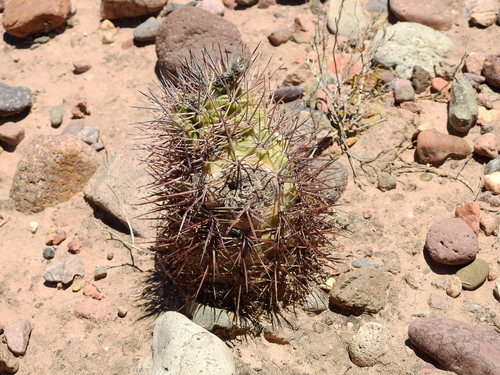 Eriosyce strausiana