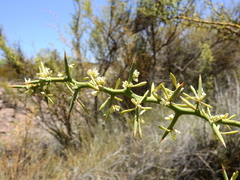 Hualania colletioides