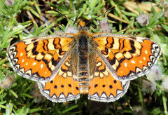 Euphydryas desfontainii