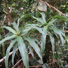 Dracaena angustifolia