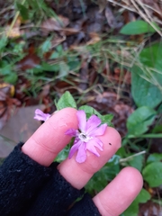Silene dioica