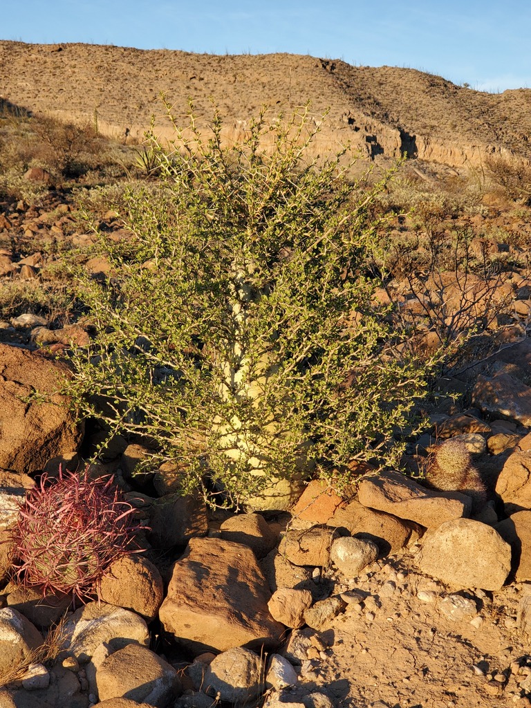 Fouquieria