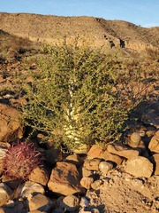 Fouquieria columnaris