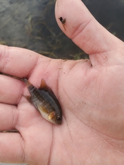 Cichlasoma bimaculatum