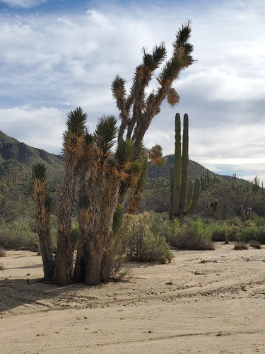Yucca valida