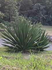 Furcraea tuberosa
