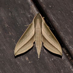 Theretra queenslandi