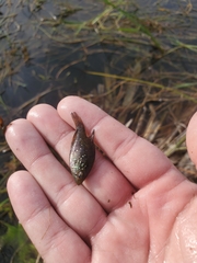 Enneacanthus gloriosus