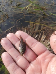 Enneacanthus gloriosus