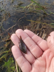 Enneacanthus gloriosus