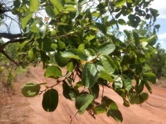 Ficus aculeata