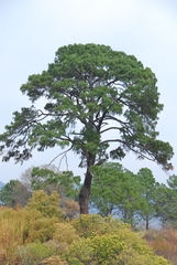 Pinus douglasiana