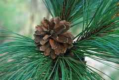 Pinus douglasiana