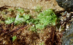 Ulva californica