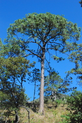 Pinus douglasiana
