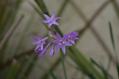 Tulbaghia violacea