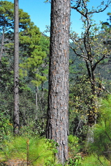 Pinus douglasiana