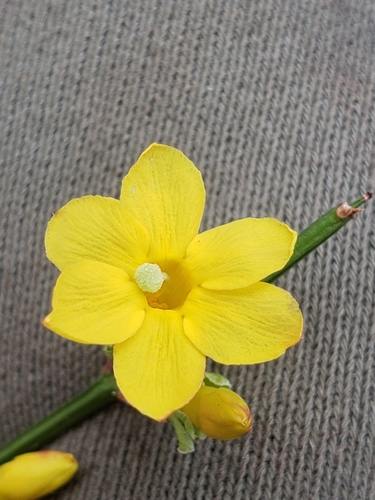 Jasminum nudiflorum