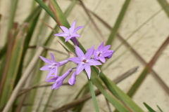 Tulbaghia violacea
