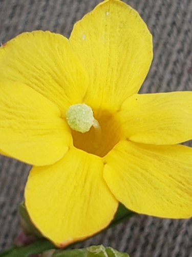 Jasminum nudiflorum