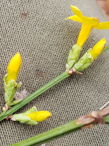 Jasminum nudiflorum