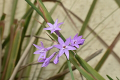 Tulbaghia violacea