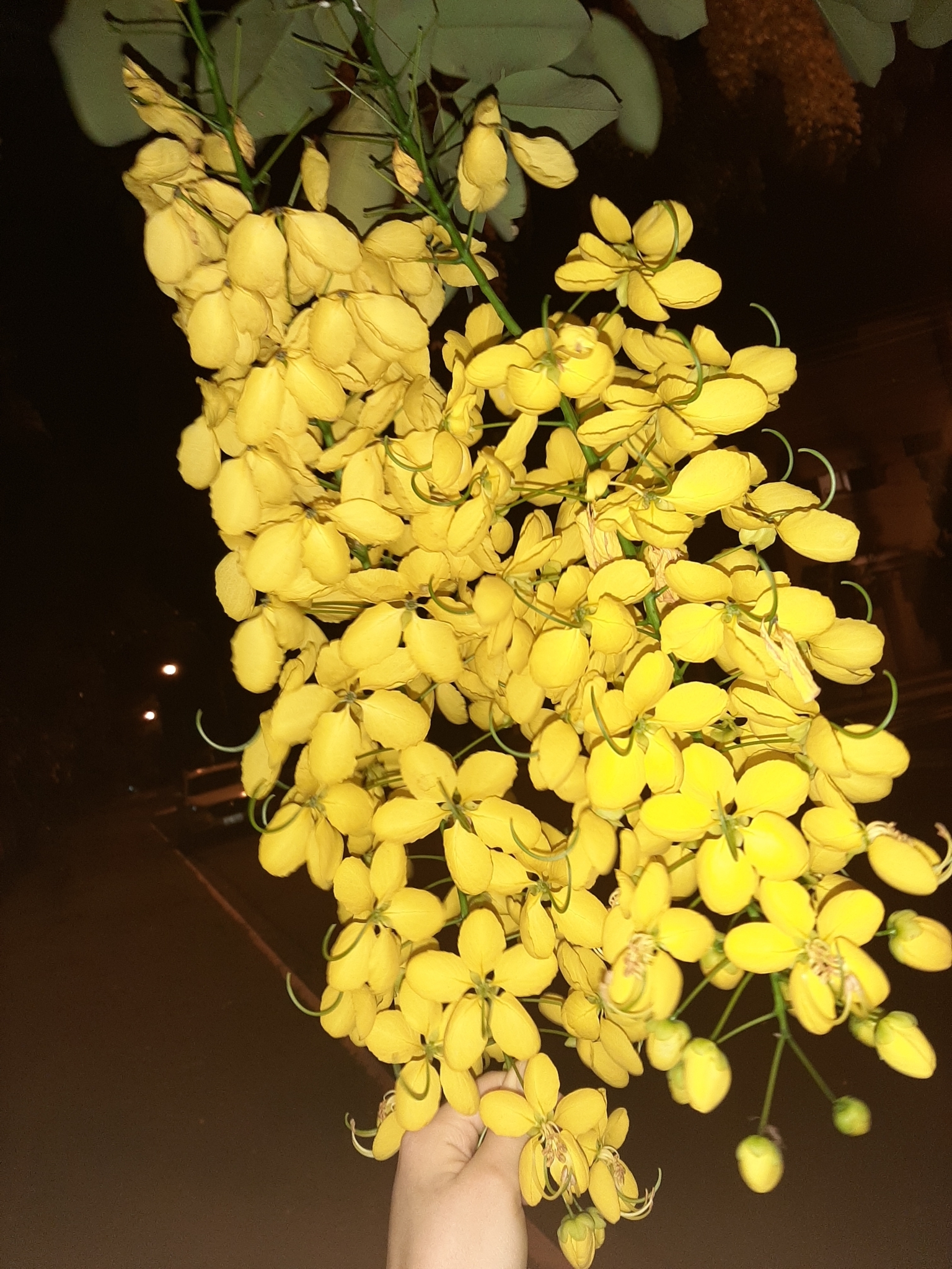 Cassia fistula