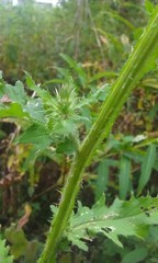 Carduus crispus