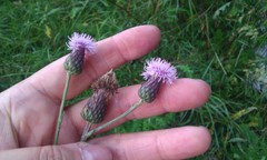 Cirsium arvense