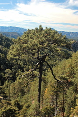 Pinus durangensis