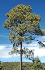 Pinus durangensis