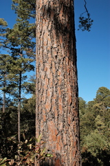 Pinus durangensis