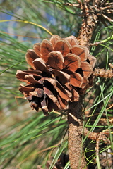 Pinus durangensis