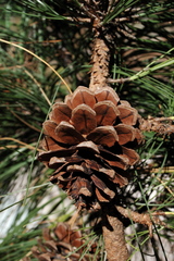 Pinus durangensis
