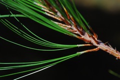 Pinus durangensis