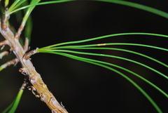 Pinus durangensis