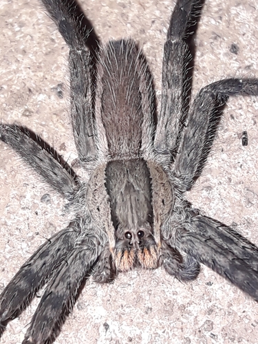 Red-faced Bromeliad Spider