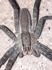 Cupiennius chiapanensis