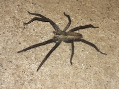 Cupiennius chiapanensis