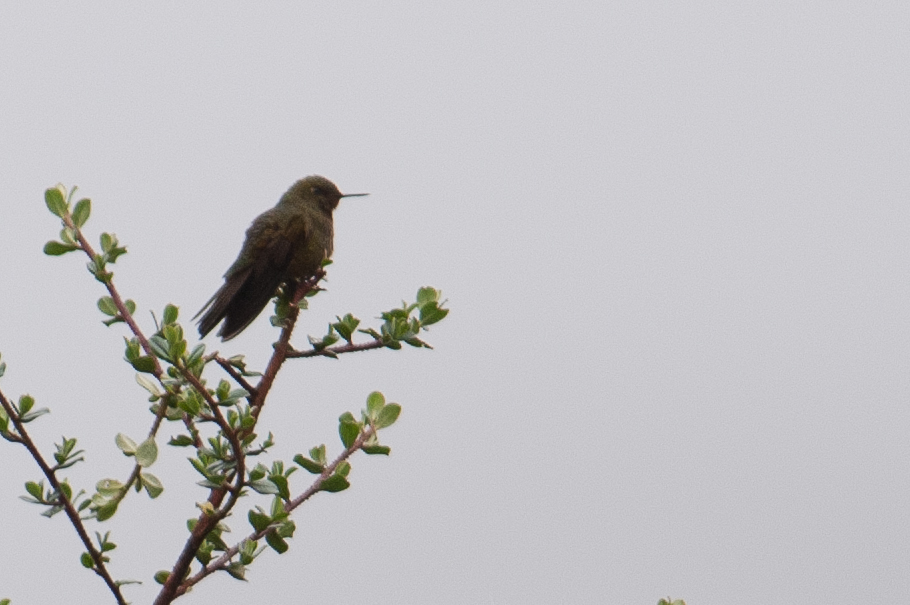 Fiery-Throated Metaltail