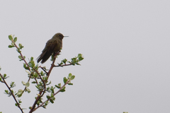 Fiery-Throated Metaltail photo 1