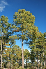 Pinus durangensis