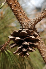 Pinus durangensis
