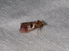 Choristis discotypa