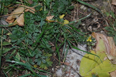 Potentilla argentea