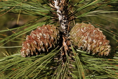 Pinus durangensis