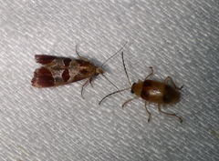 Choristis discotypa