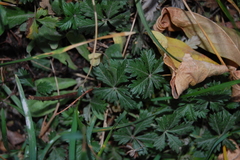 Potentilla argentea