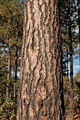 Pinus durangensis
